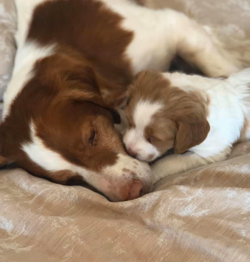 Hobey with a puppy